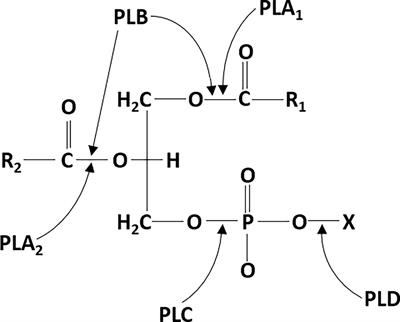 Phospholipase C: underrated players in microbial infections